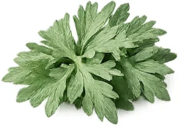 Wormwood powder in Helmivex